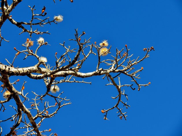 Bloesem van de baobab