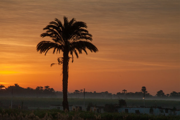 Palmboom tegen mooie avondlucht