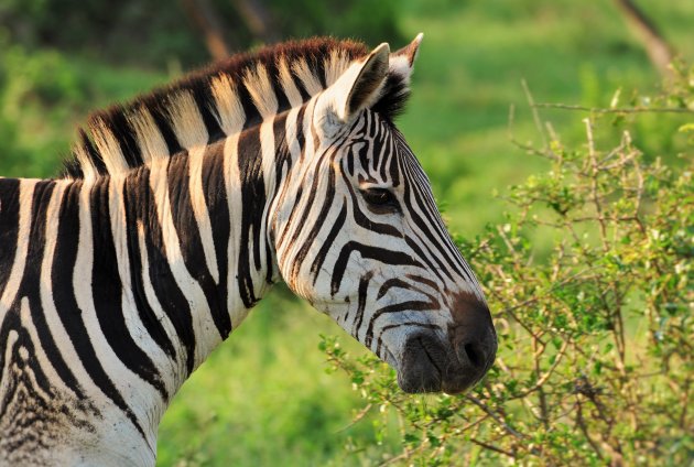 Zebra en profiel