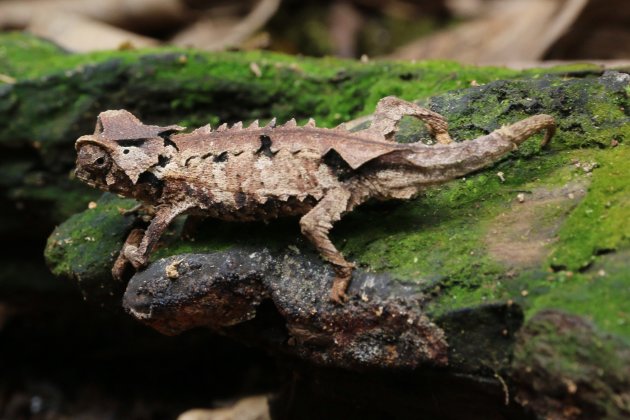 Brookesia Ambreensis