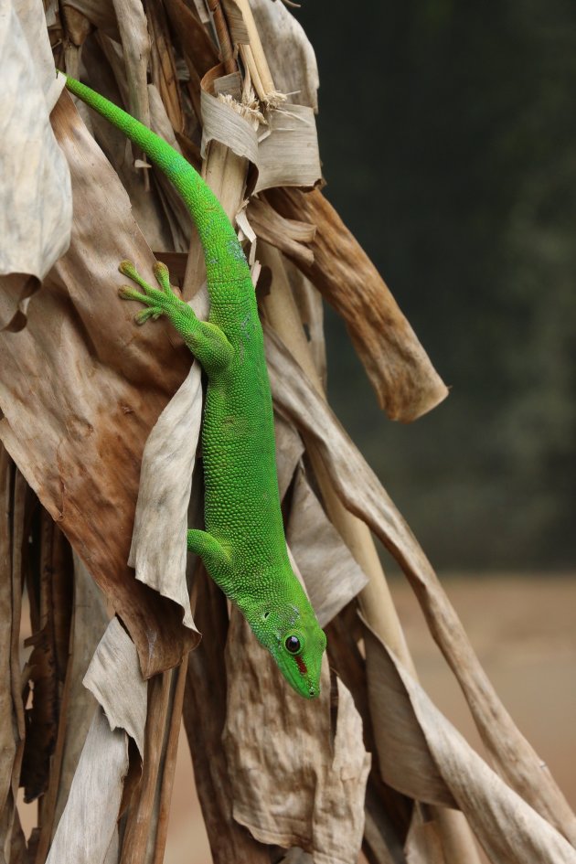 Madagaskardaggekko