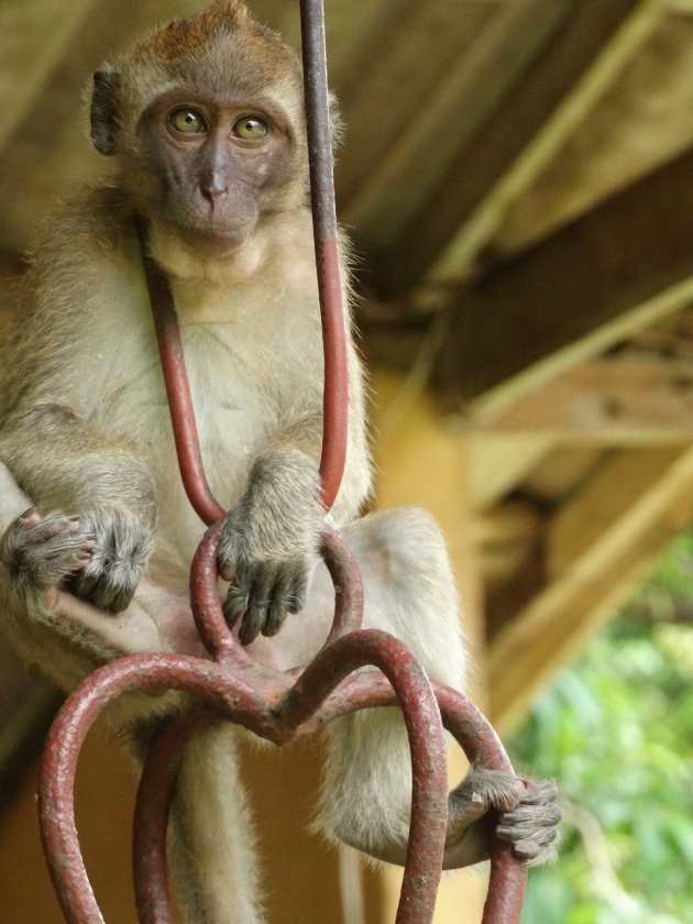 Aap Khao Sok