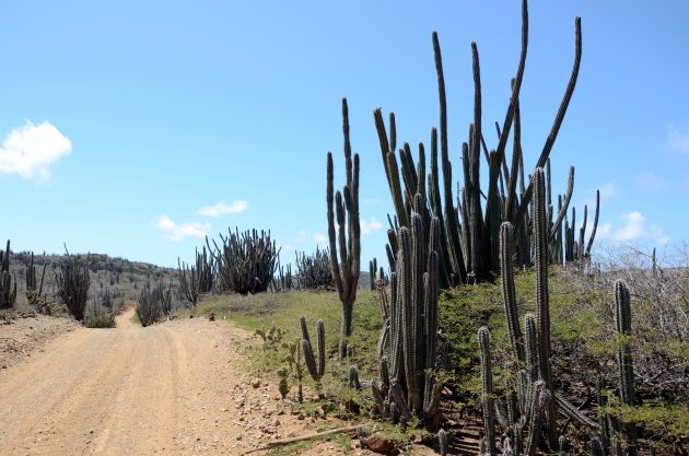 Het droge Bonaire