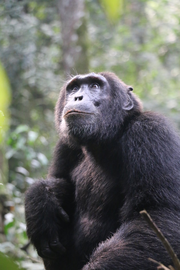 Chimps in Kyambura Gorge