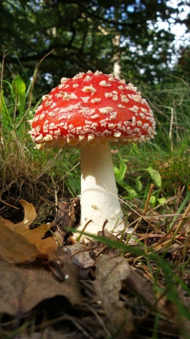 Paddestoelen in het bos