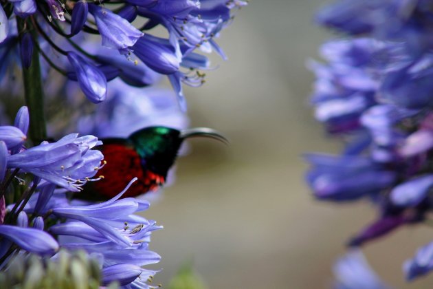 Sunbird Silhouet in Tsitsikamma NP