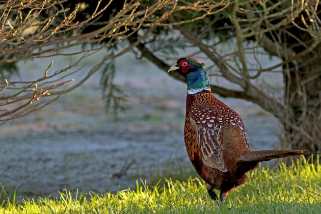 Kleurige vogel