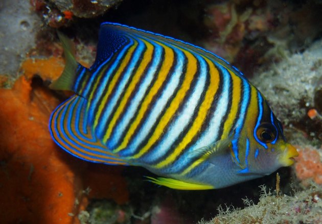 Royal angelfish portret