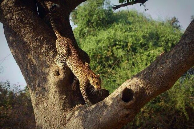 Luipaard uit de boom