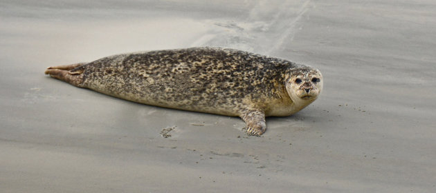 Een zeehond aan het zonnen!