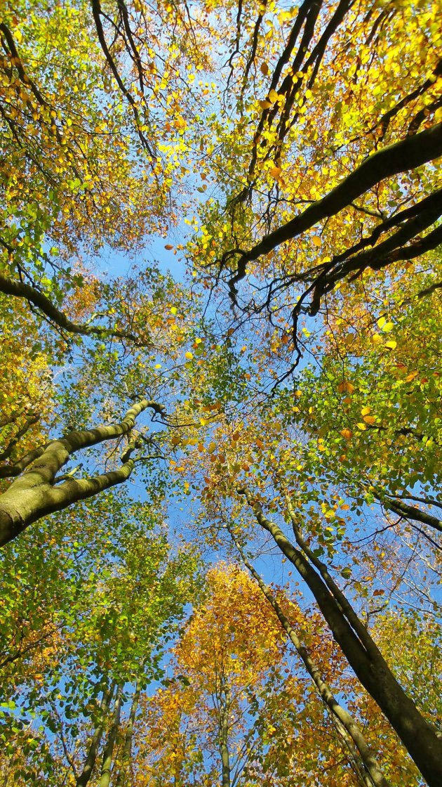 Herfstkleuren