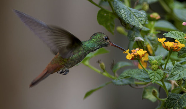 Op zoek naar nectar