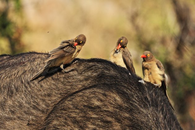 Red-billed oxpeckers,