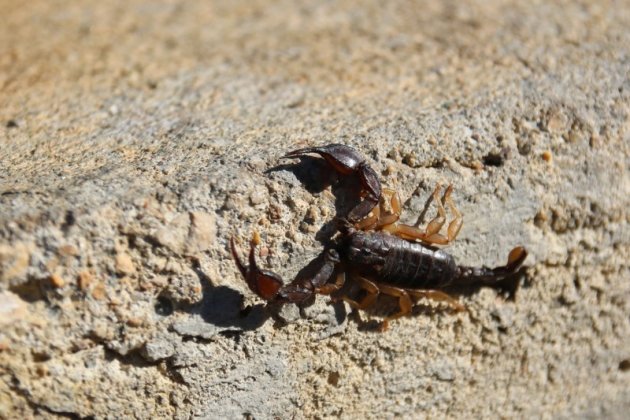 Scorpion