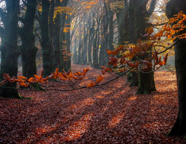  Wandelen in het bos bij Wolfheze