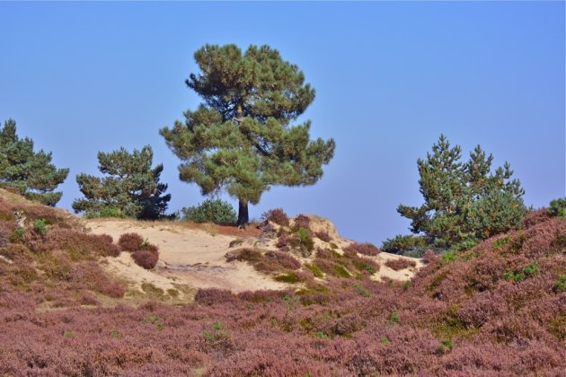 De kale duinen ofwel het Aekingerzand