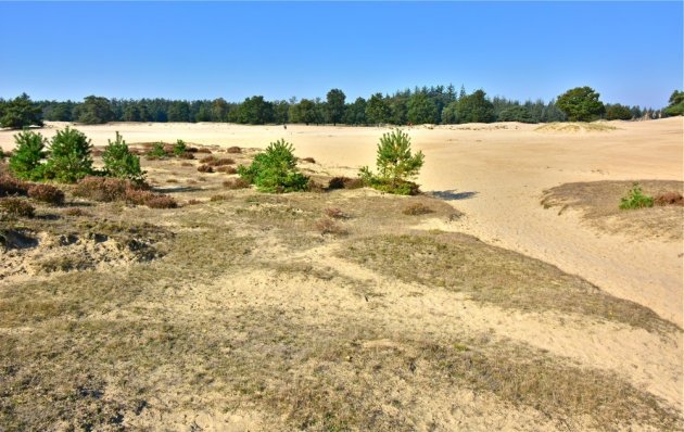 De kale duinen bij Appelscha