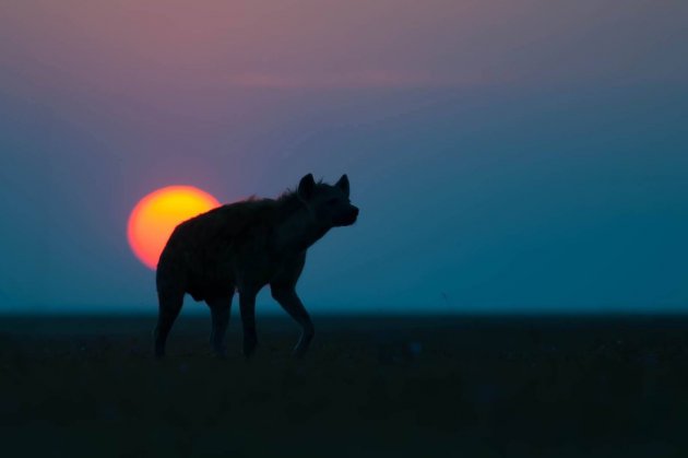 Sun set hyena