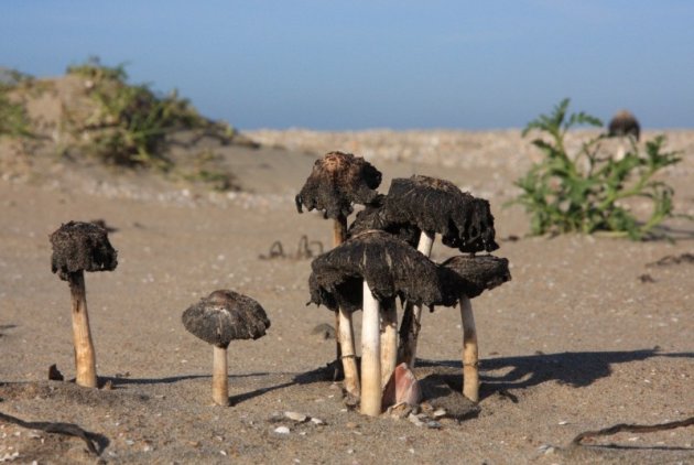 Paddestoelen op het strand!?