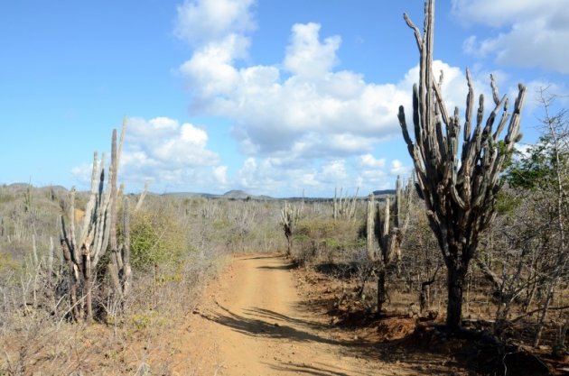 Ruig en dor Bonaire