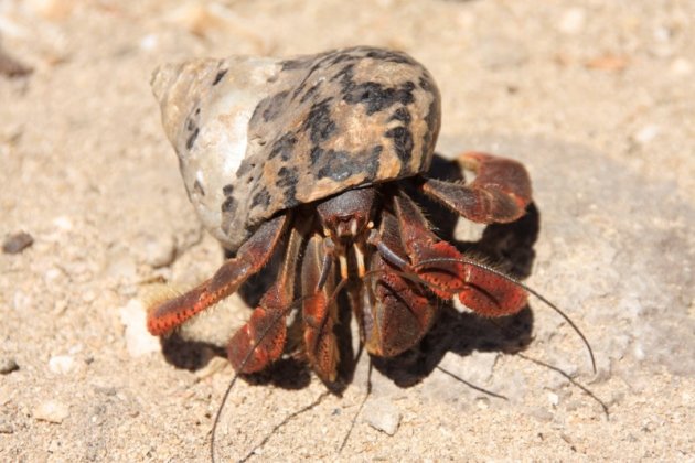 Coenobita Clypeatus