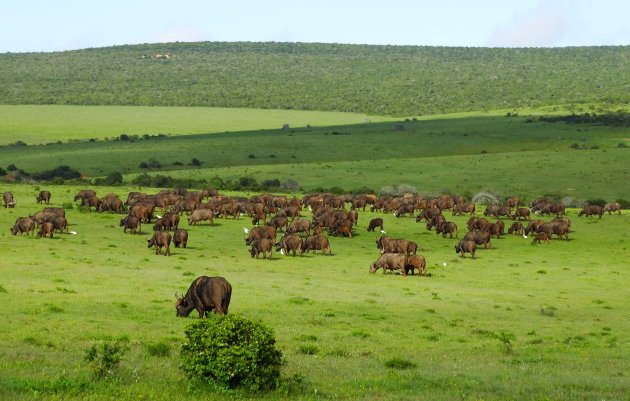 Buffels in Addo. 