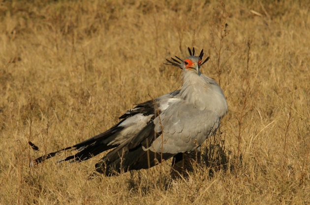 Statige secretaris vogel