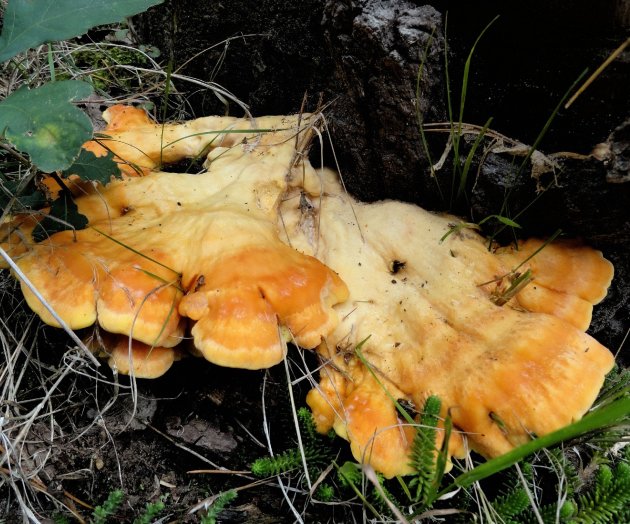 Chicken of the woods