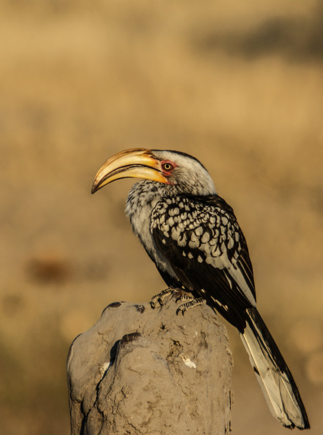 Yellow Hornbill