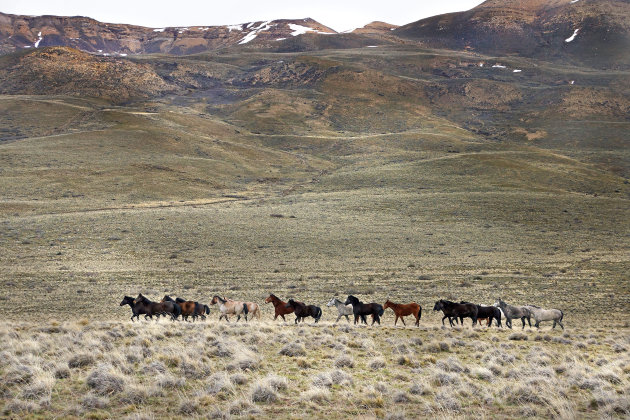 Paarden op de pampa bij El Calafate