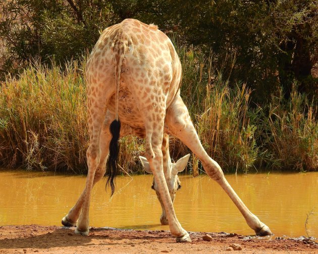 Dorst. 