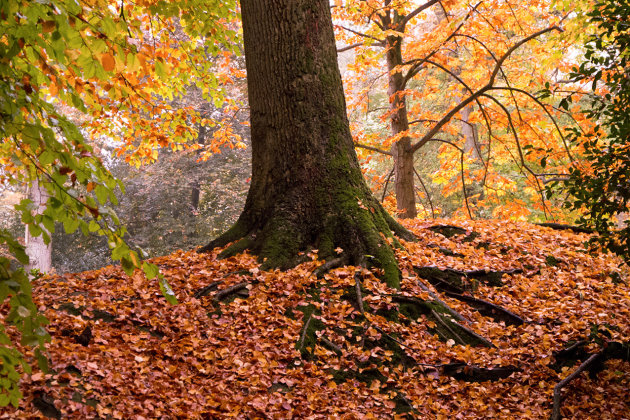 Begin van de herfst