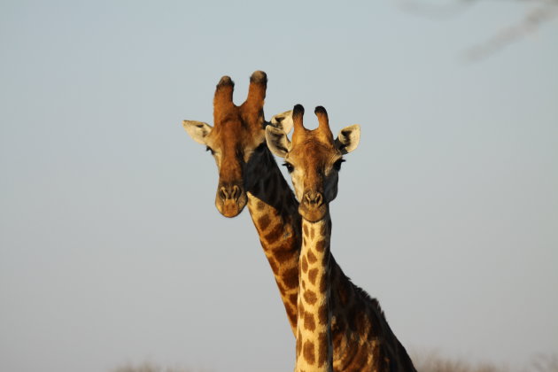 Giraffeduo