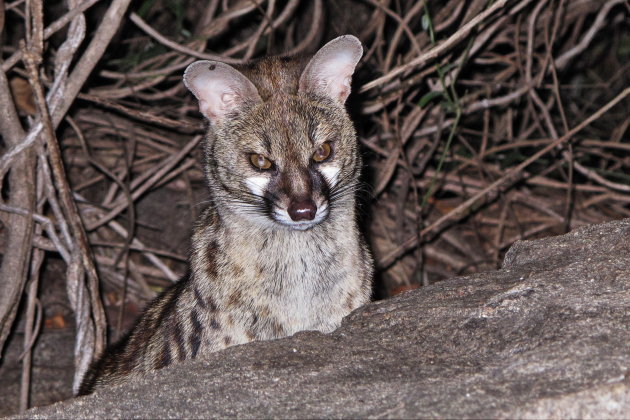 Lange -spotted Genet