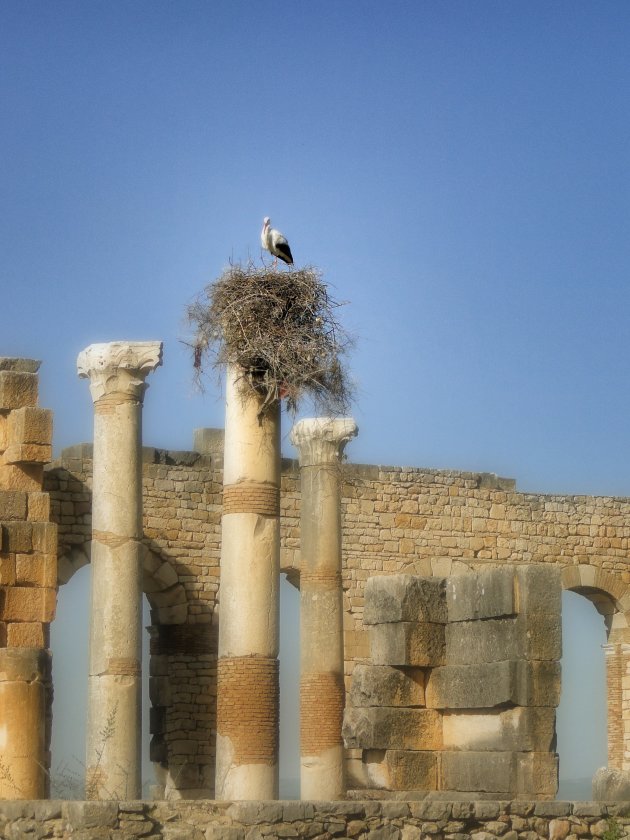 Volubilis