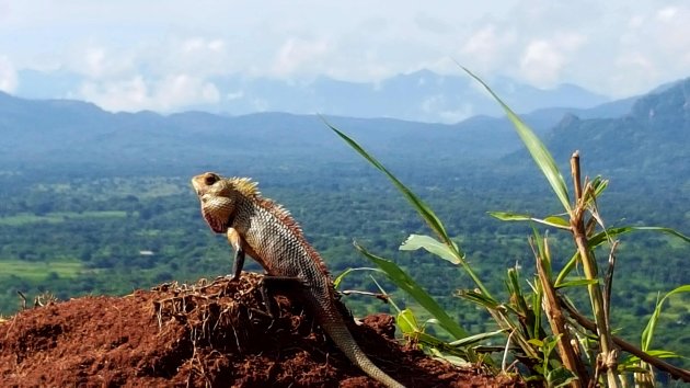 Sigiriya Lion's Rock