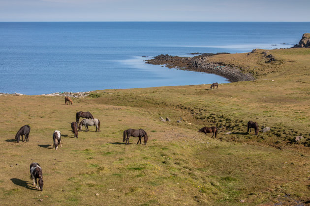 IJslanders in een weids landschap