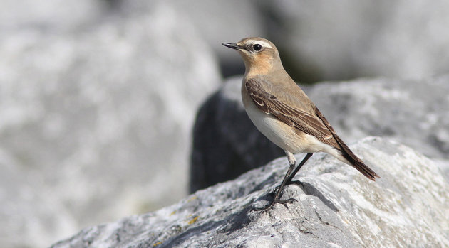 Tapuit een zeldzame broedvogel in Nederland