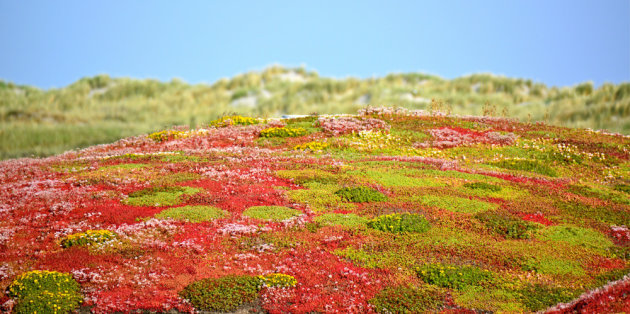 Natuurlijke dakbedekking op Ameland.