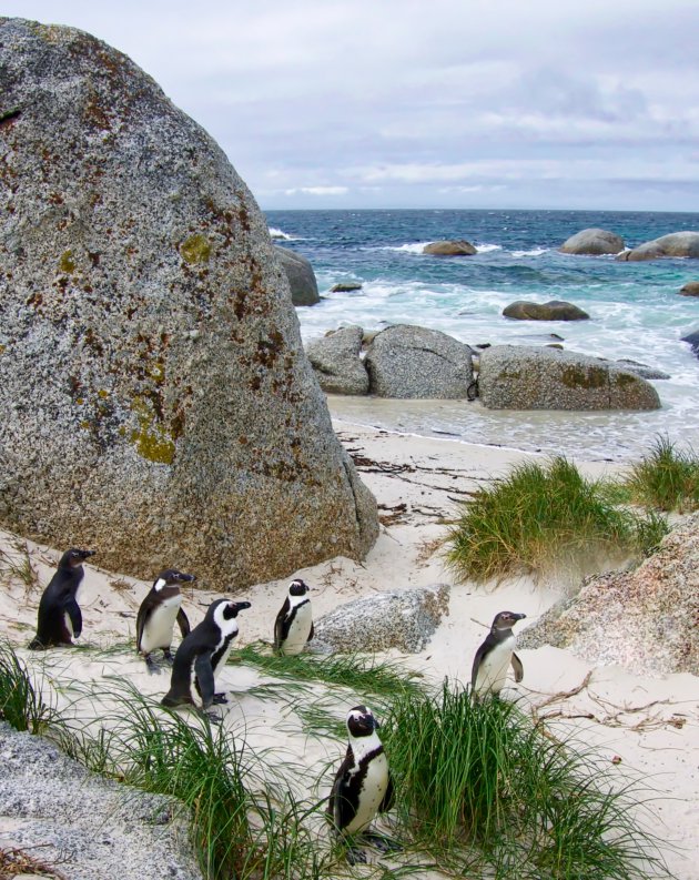 Pinguins op Boulder Beach