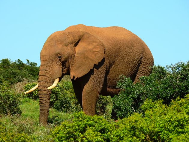 Addo-fant.