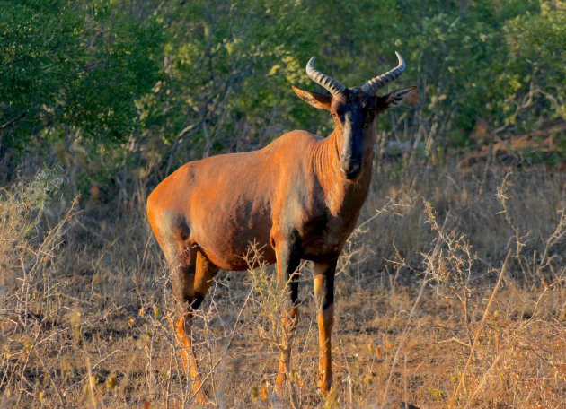 Run Tsessebe Run