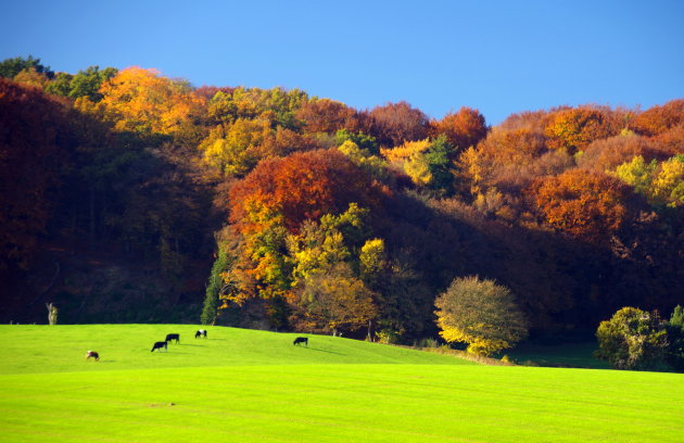 Herfst in de Ieëperhei