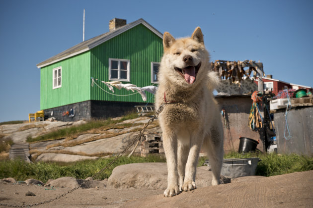 husky in Rodebay