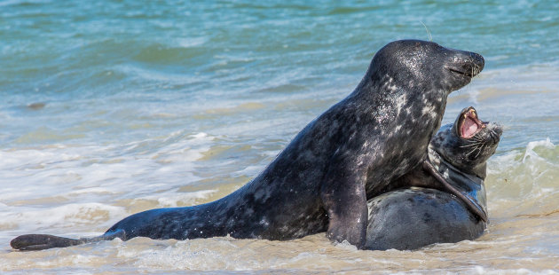 Speelse zeehonden