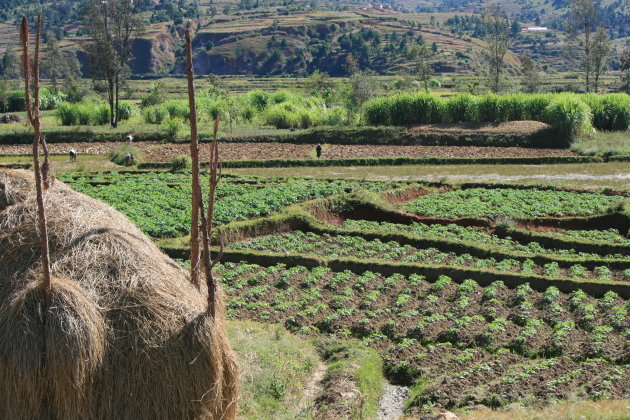 op het land in Madagaskar