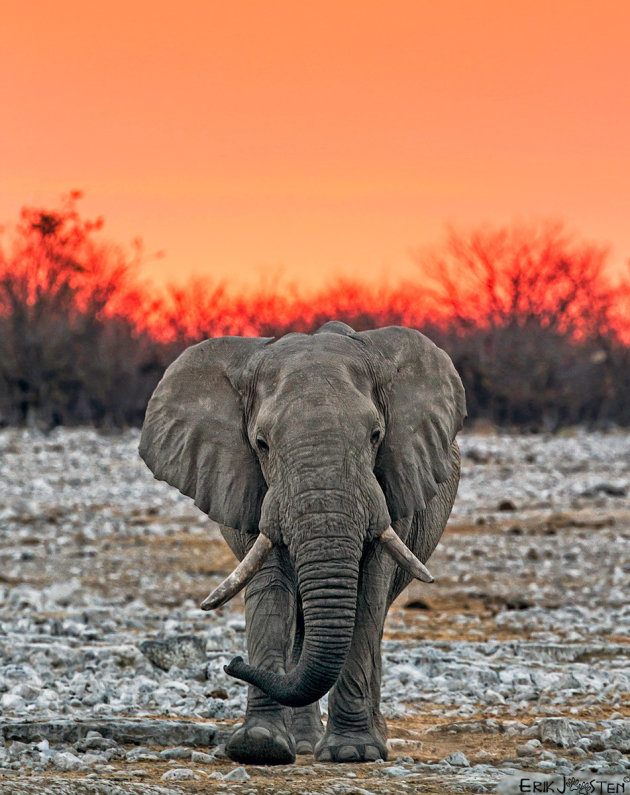 Eindelijk Afrika!