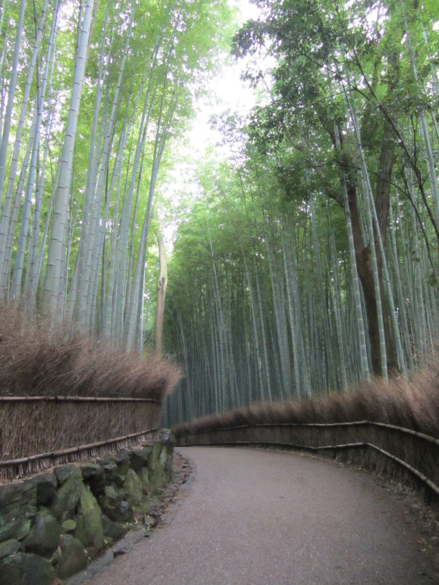 Het bamboebos van Arashiyama