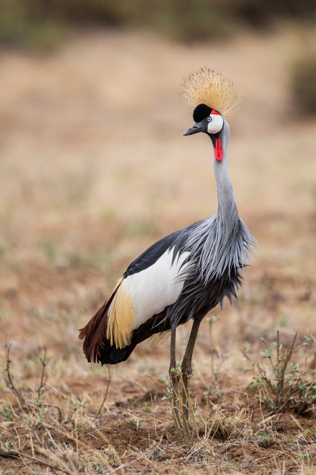 kroonkraanvogel