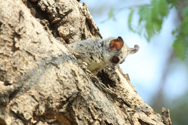 Bushbaby